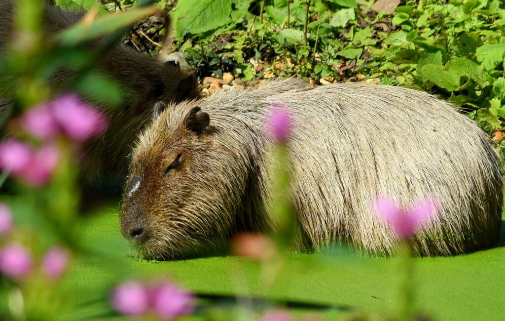 Capibara drinkt tussen begroeiing in GaiaZOO
