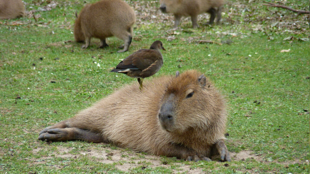 Capibara met eend op rug in GaiaZOO