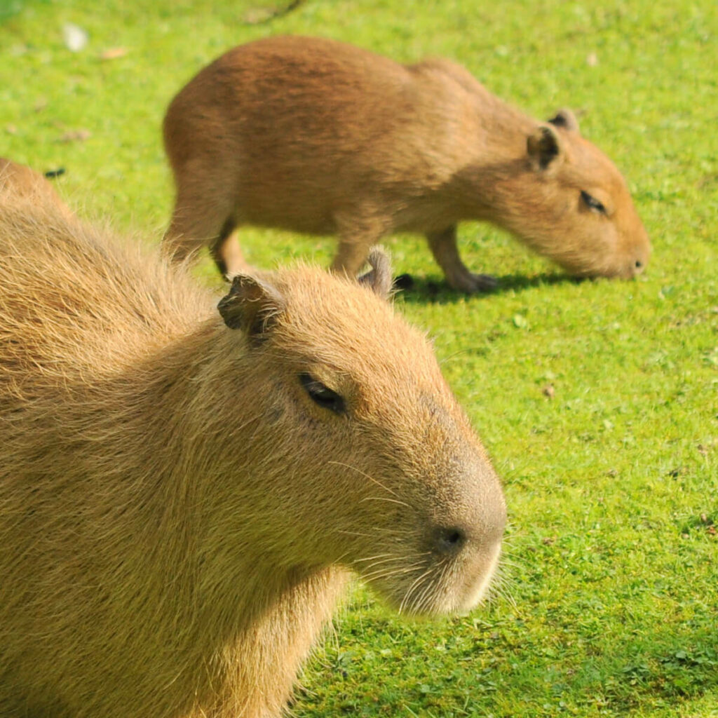 Adopteer de capibara 
