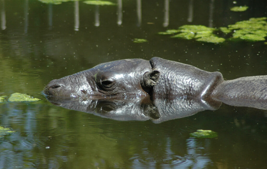 Dwergnijlpaard half onder water in GaiaZOO
