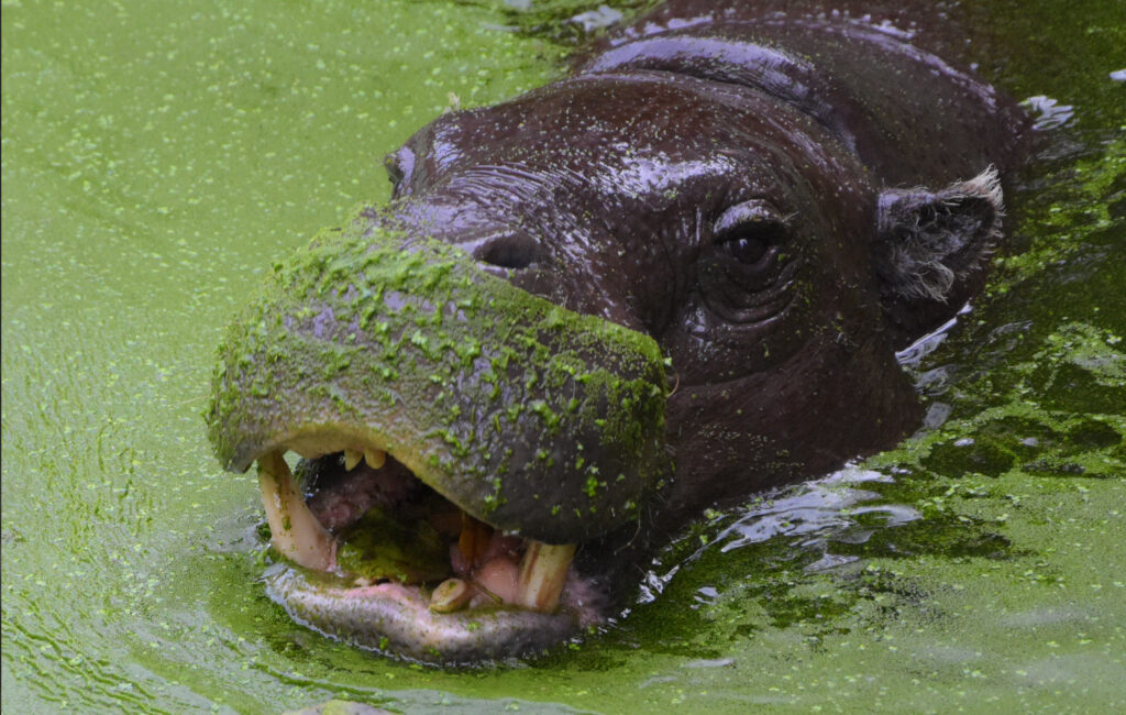 dwergnijlpaard in water in GaiaZOO
