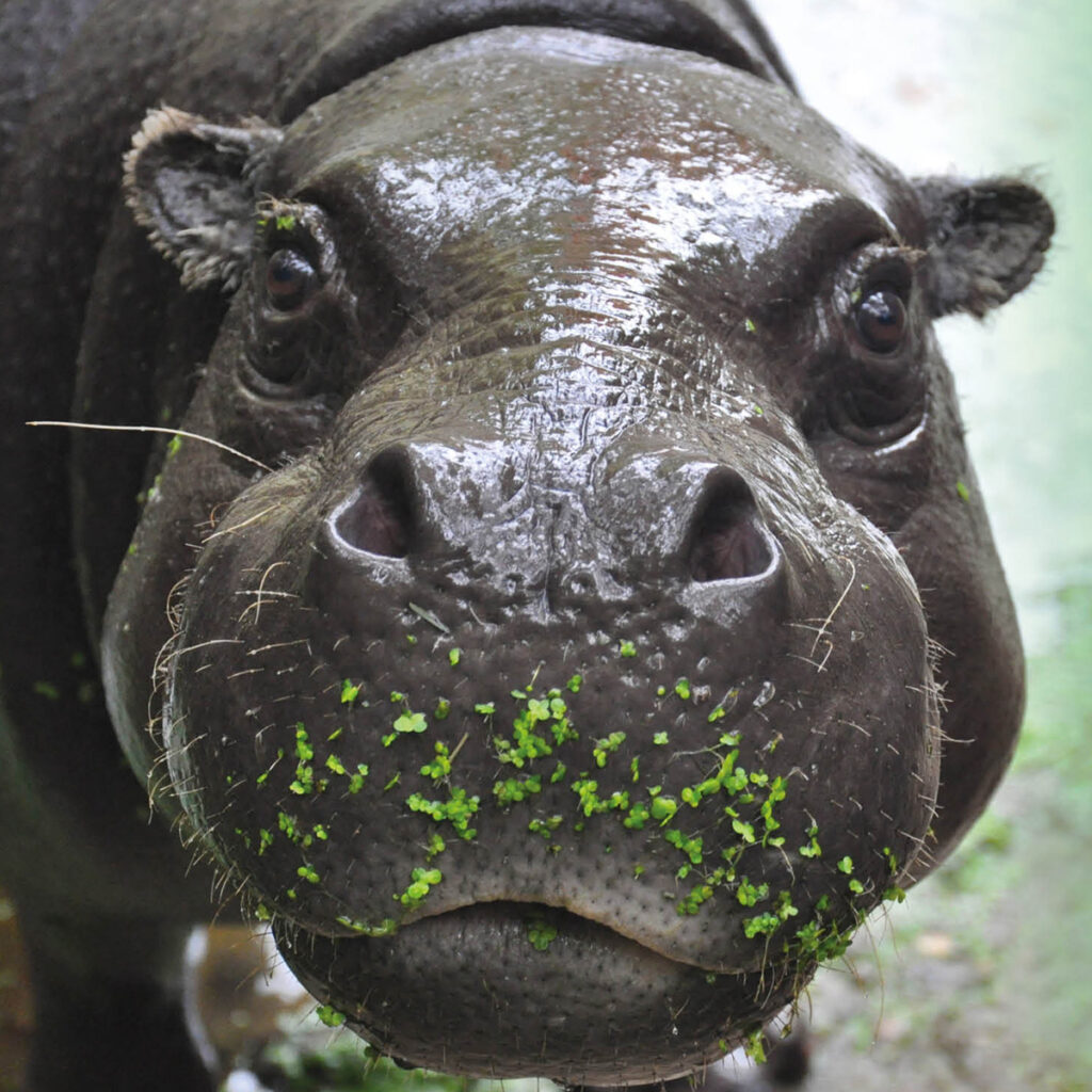 Dwergnijlpaard met groen op neus in GaiaZOO