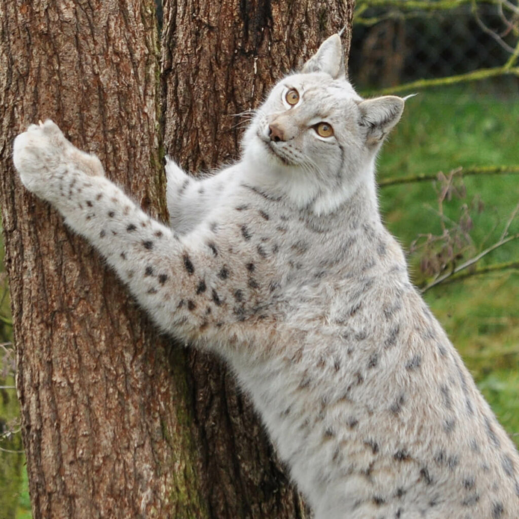 Europese lynx krabbend aan boom in GaiaZOO
