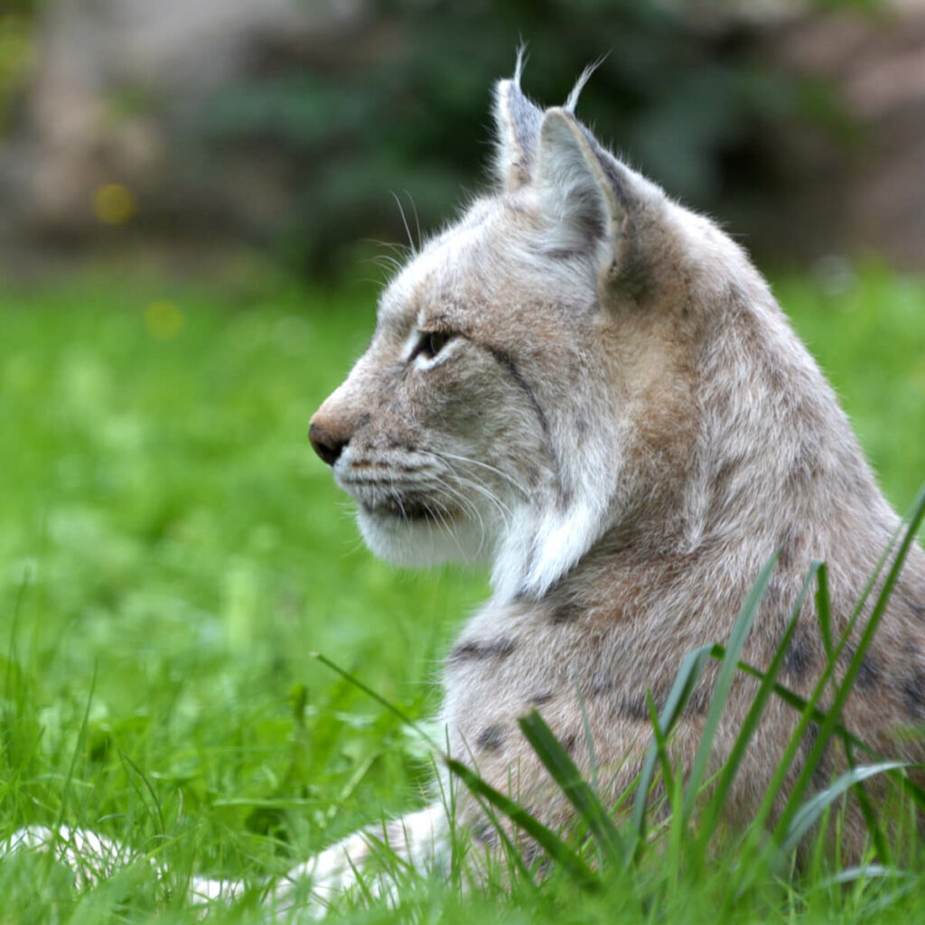 Europese lynx liggend in gras