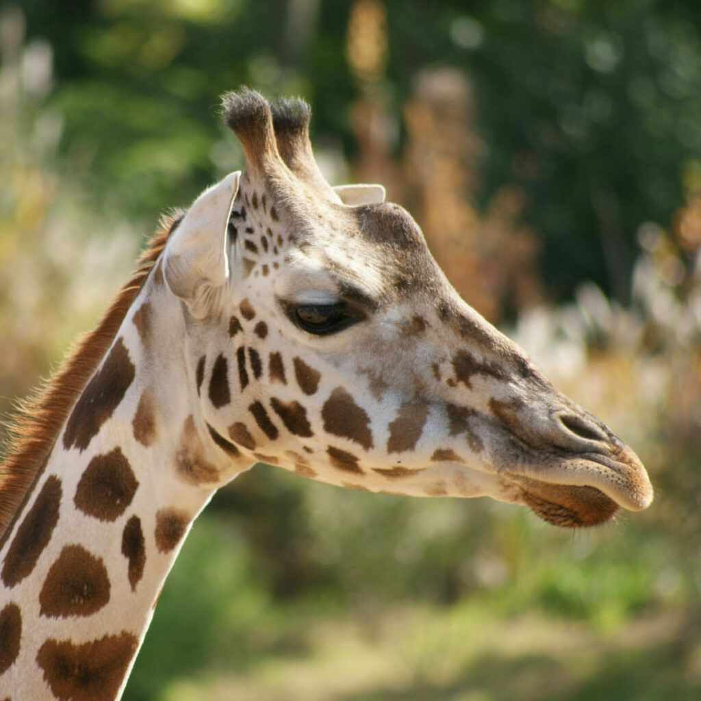 Giraffe close-up naar rechts kijken in GaiaZOO