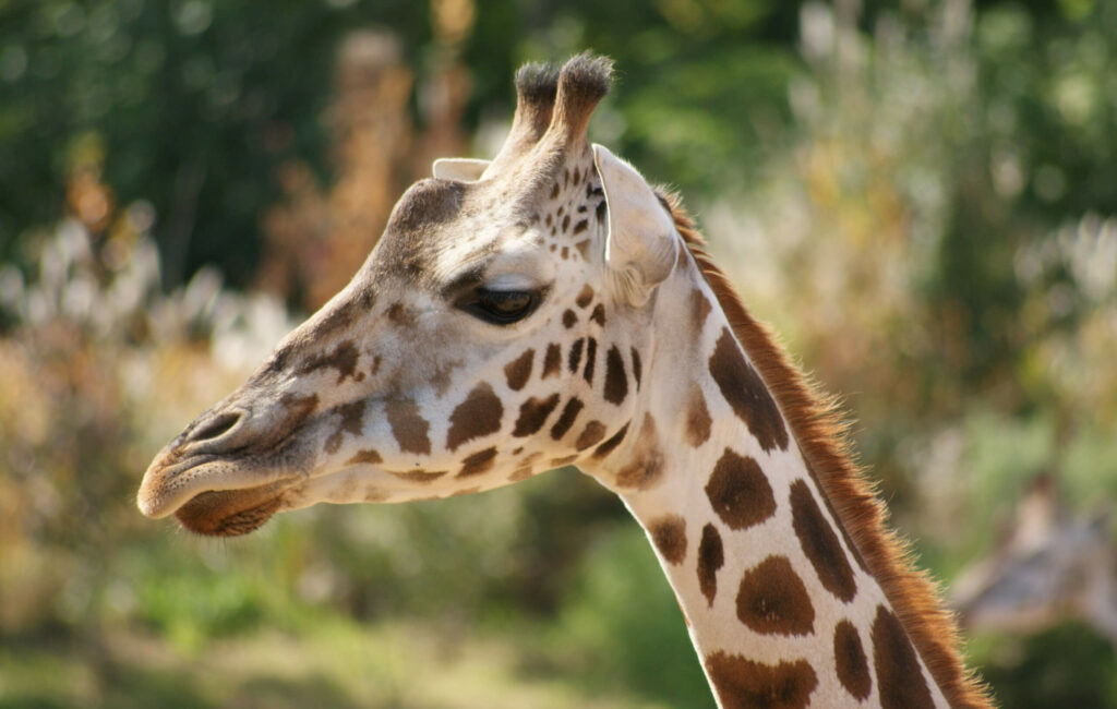 Giraffe close-up naar links kijken in GaiaZOO