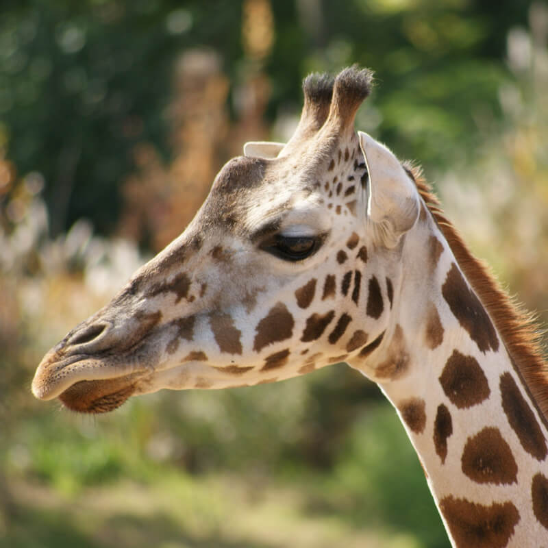 Giraffe close-up naar links kijken in GaiaZOO