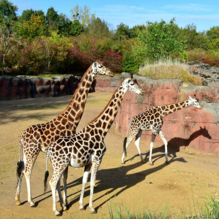 Giraffe groepje dichtbij in GaiaZOO