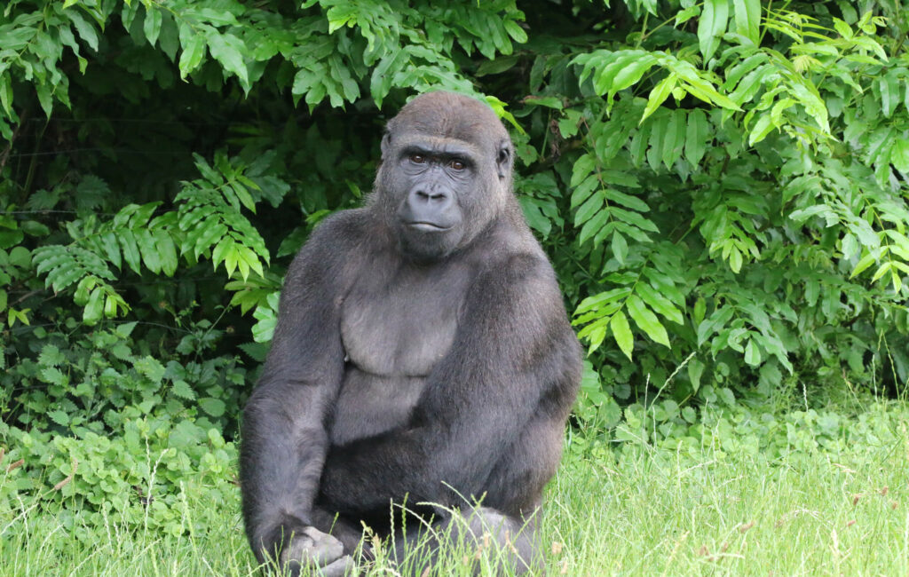 Westelijke laagland gorilla 