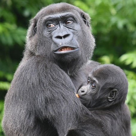 Gorilla met jong bezorgde blik