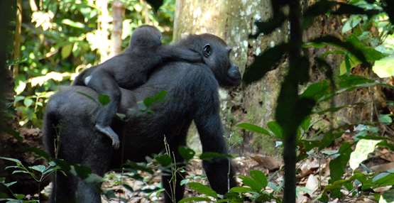 Gorilla met jong op rug in bos