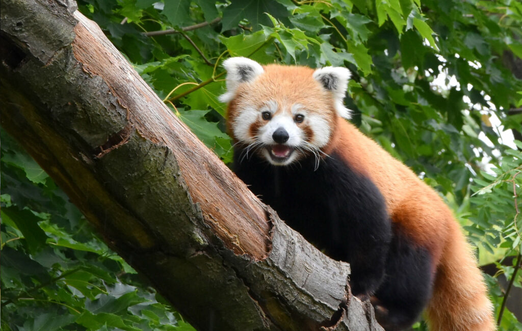 Rode panda met open mond