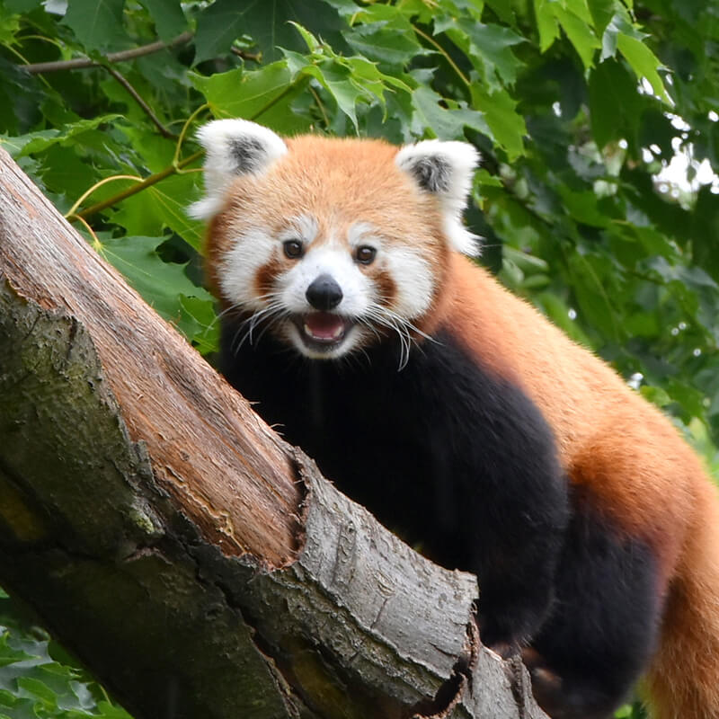 Rode panda met open mond