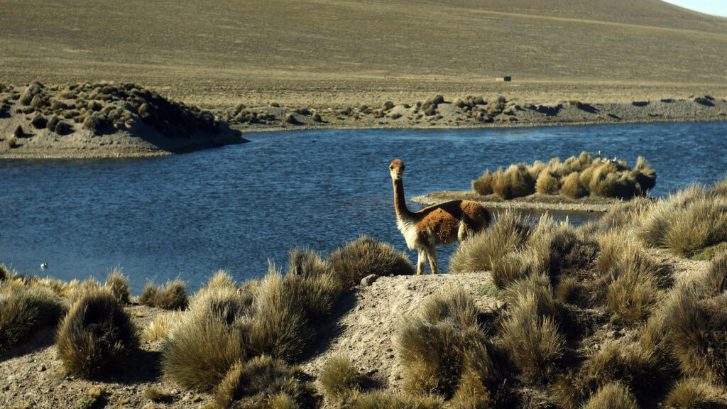 Vicuña in Andes gebergte