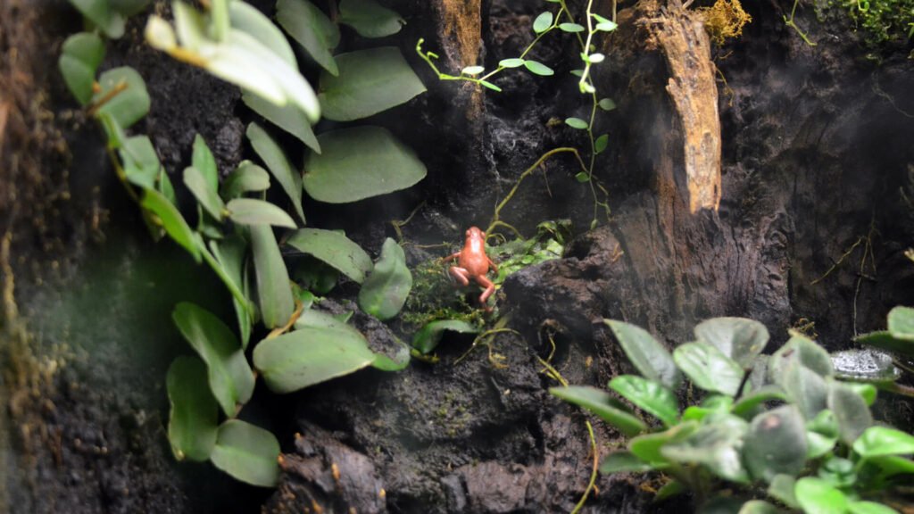aardbei gifkikker op rots in GaiaZOO terrarium