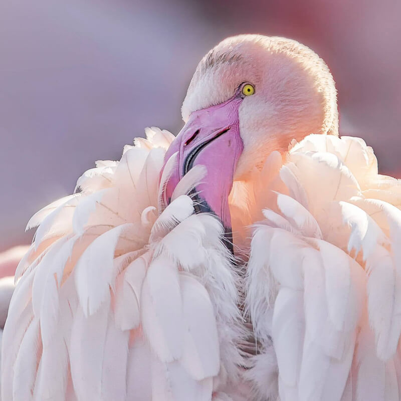 rijst verder honderd Grote flamingo - GaiaZOO