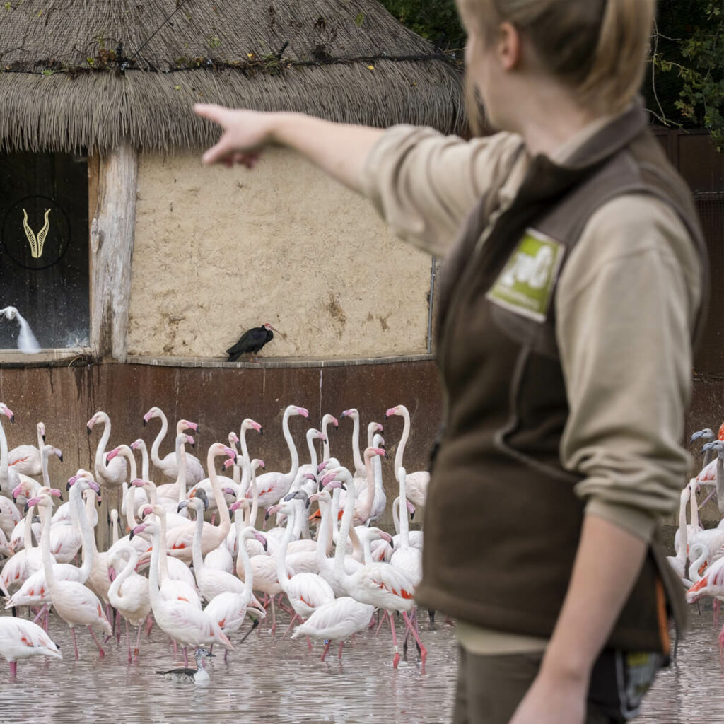 dierverzorger wijst naar flamingo's in GaiaZOO