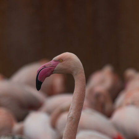 flamingo roze snavel GaiaZOO