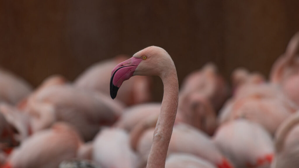 Adopteer de grote flamingo 