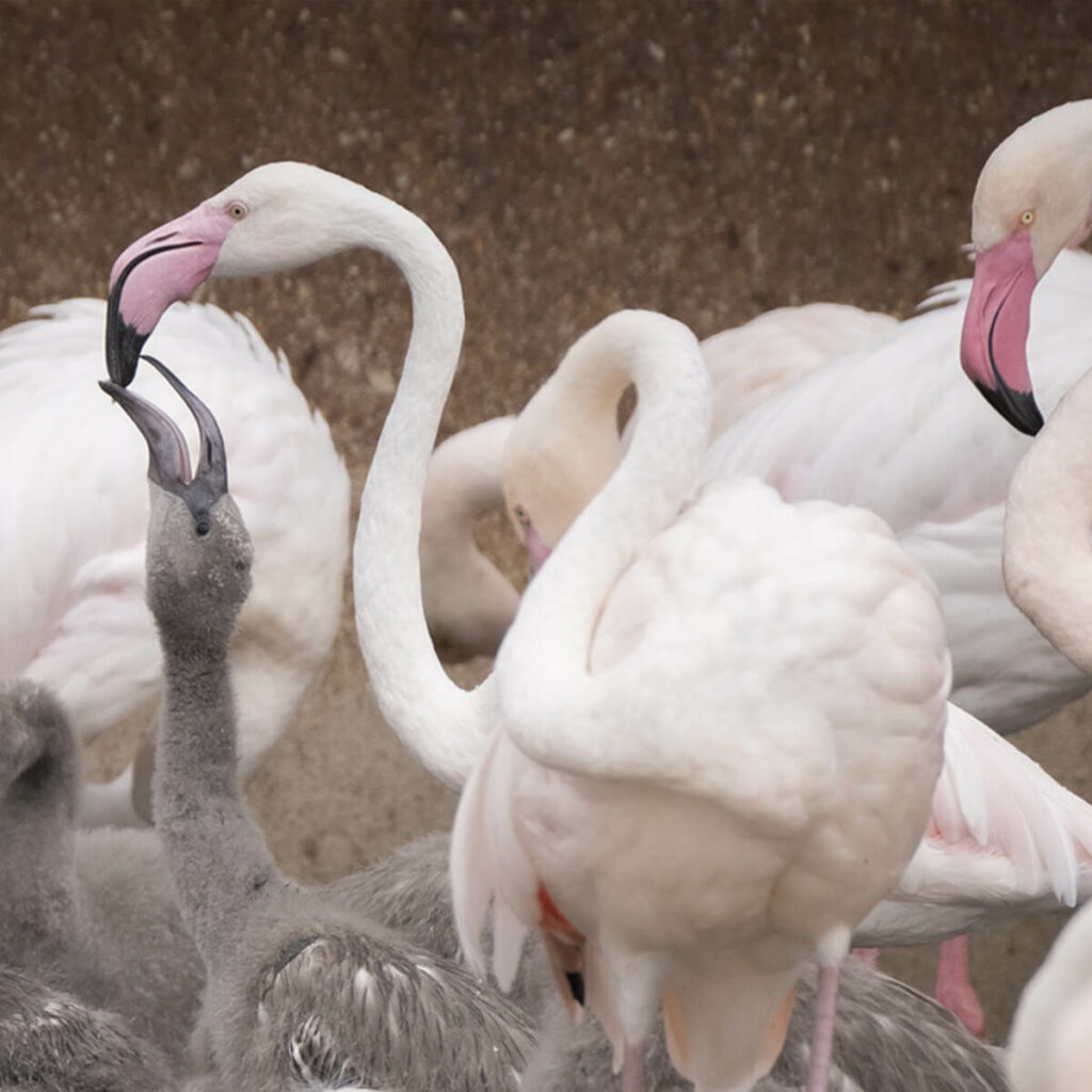 flamingo voert kropmelk aan jong in GaiaZOO
