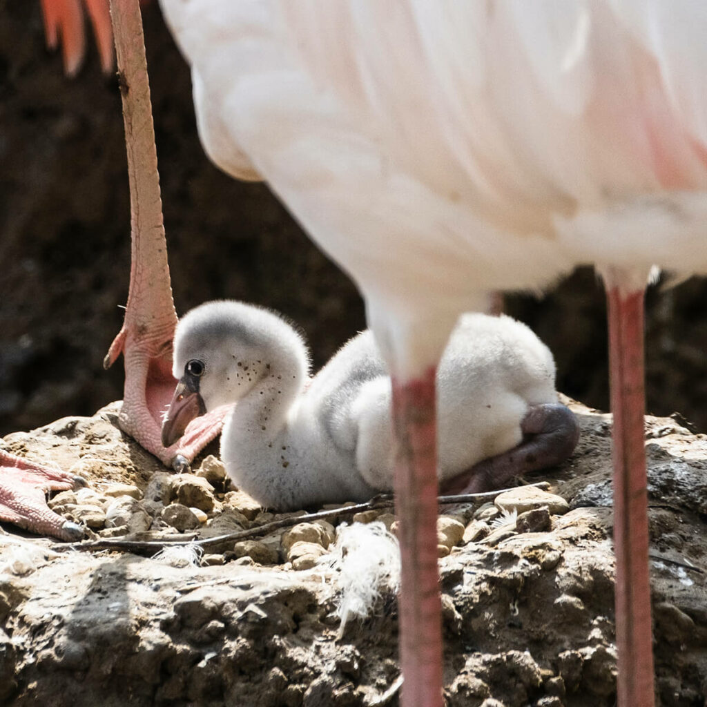 flamingokuiken op nest Bob Luijks