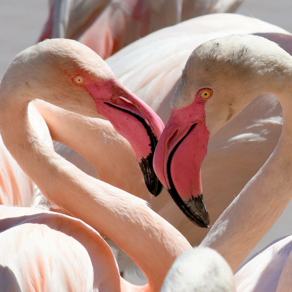 grote flamingo samen in GaiaZOO