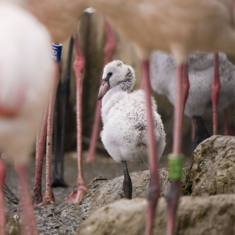 jonge flamingo met pootring in GaiaZOO