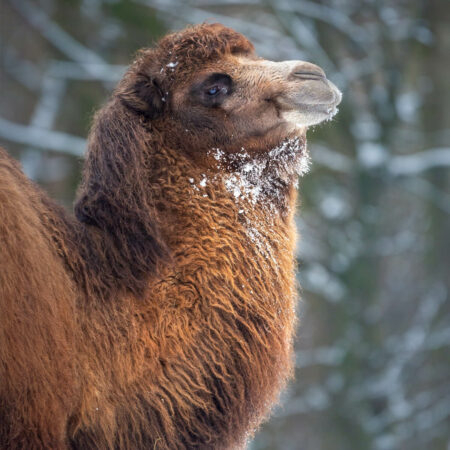 kameel in de sneeuw in GaiaZOO
