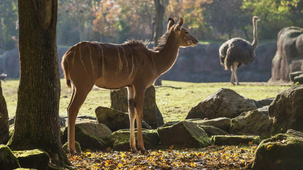 kudu en struisvogel in de herfst in GaiaZOO