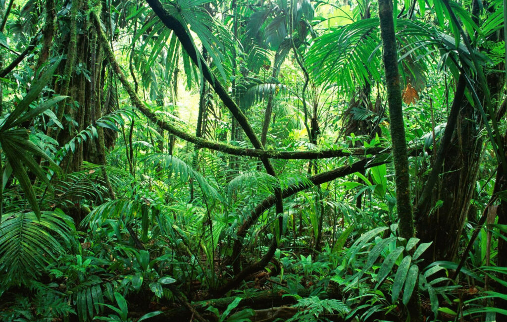 Rainforest in GaiaZOO