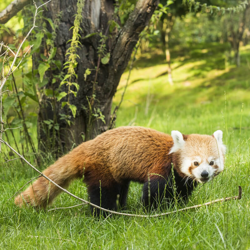 rode panda in het gras in GaiaZOO