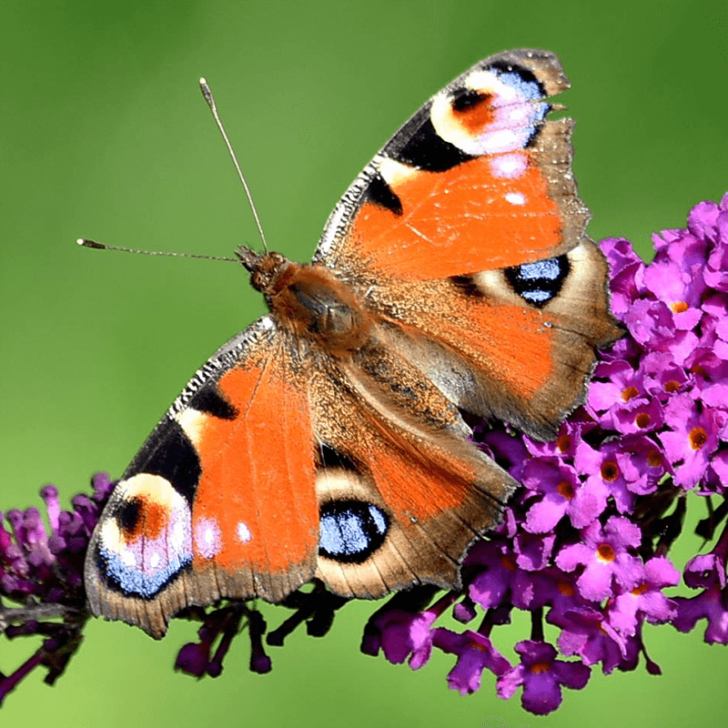 Vlinders in Nederland
