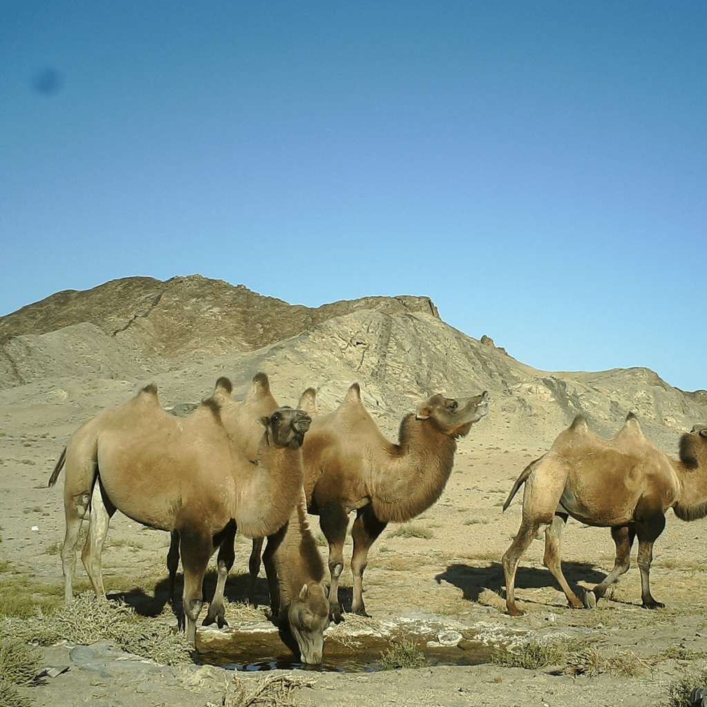 Water voor kamelen 
