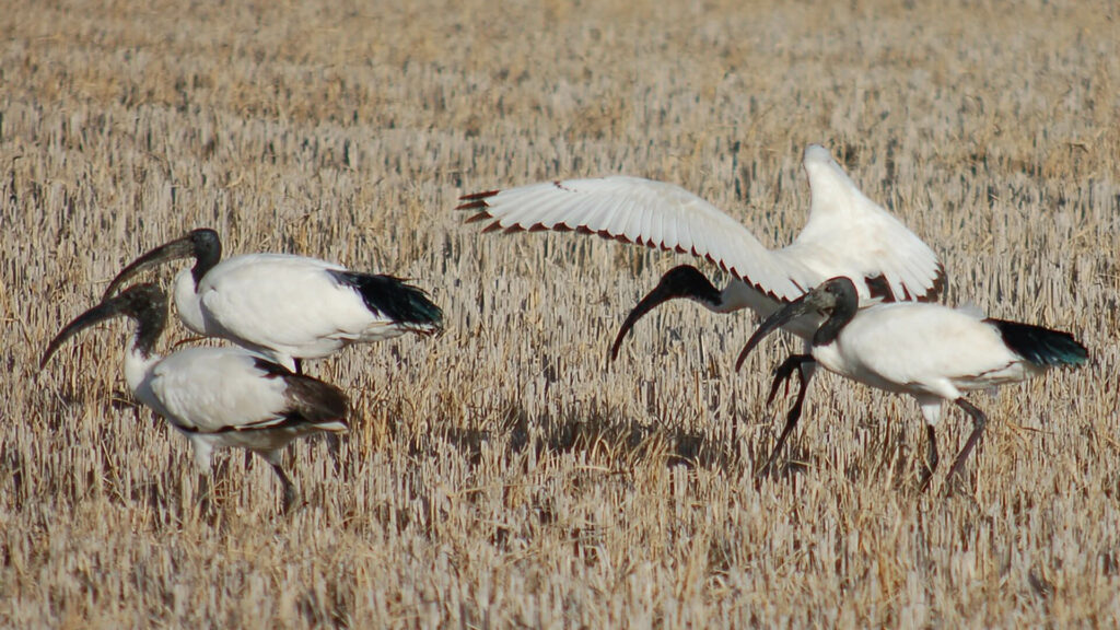 heilige ibissen in het veld