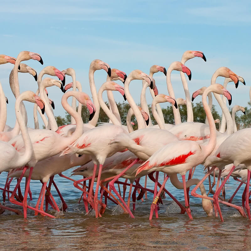kolonie grote flamingo's GaiaZOO