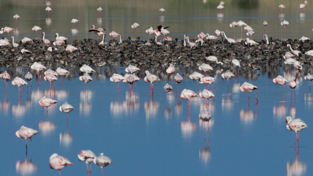 kolonie kleine flamingo's in Kamfers Dam
