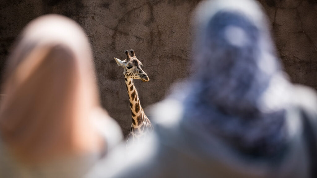 oog in oog met de giraffe in GaiaZOO