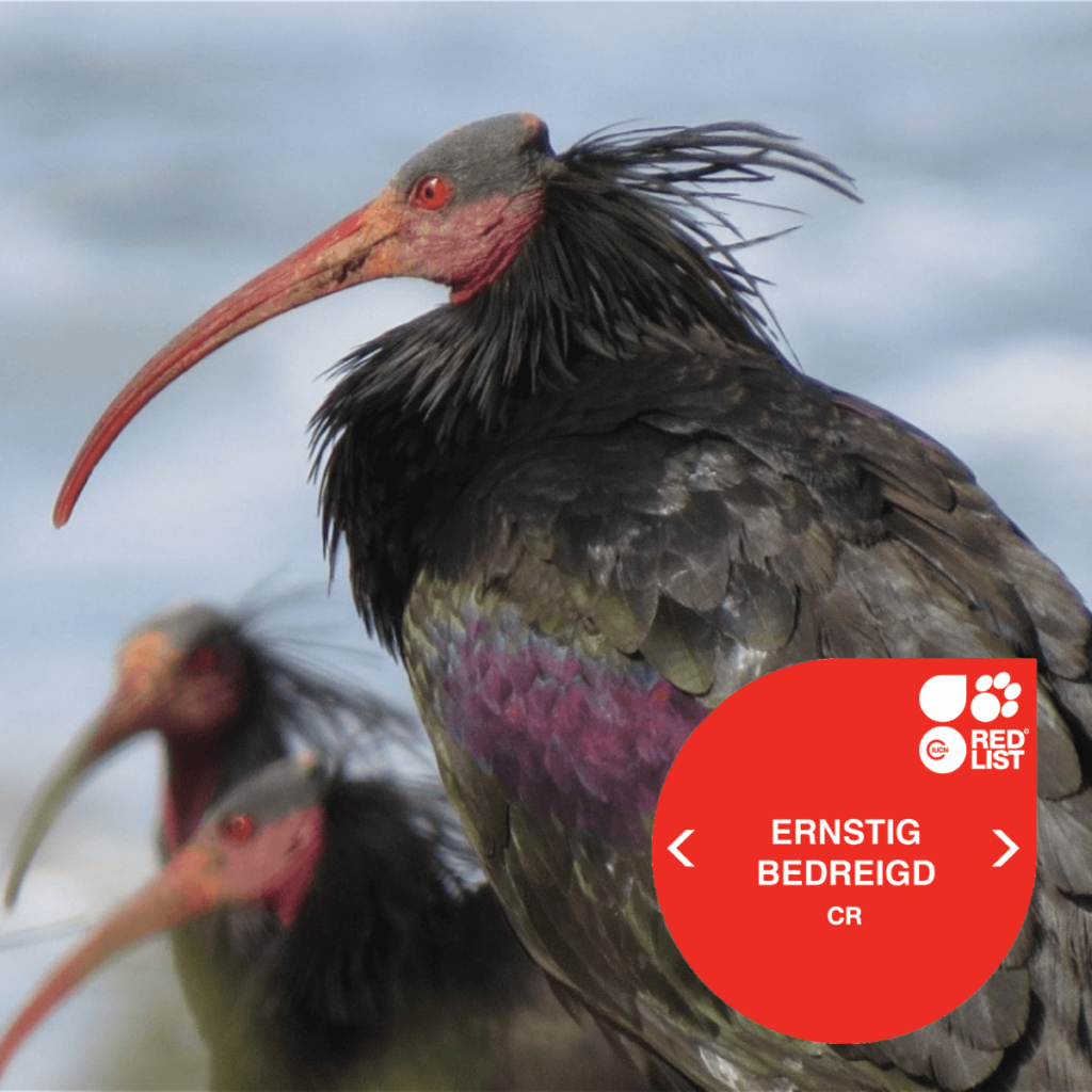 Waldrapp ibis – Ernstig bedreigd 