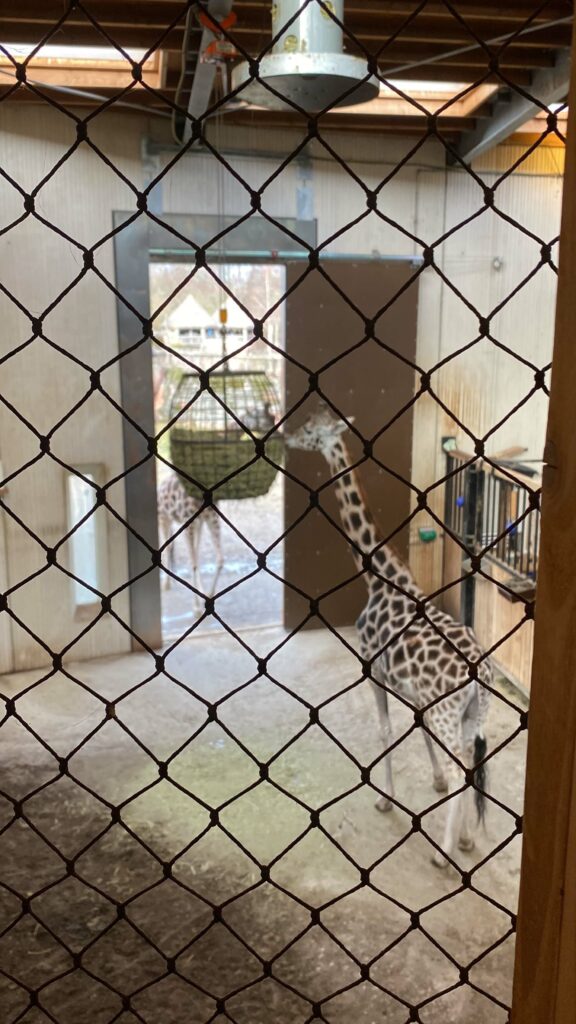 Nieuwe giraffendeur