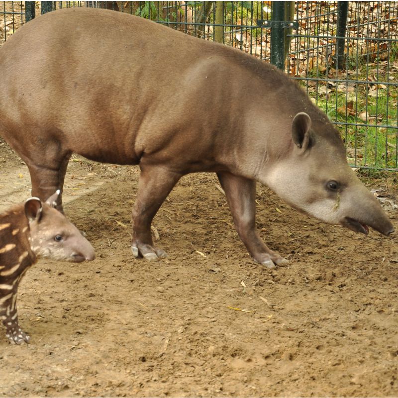 Adopteer de Braziliaanse tapir 
