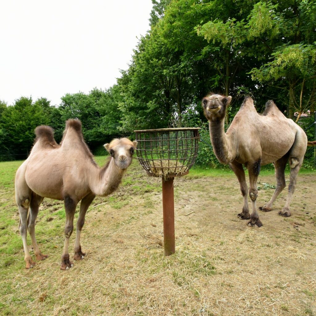 Adopteer de kameel 