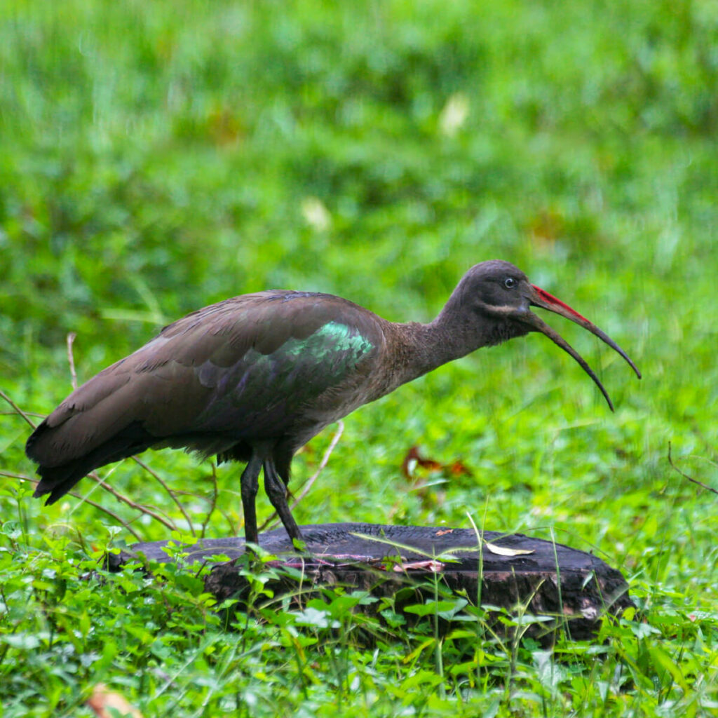Adopteer de Hadada ibis 