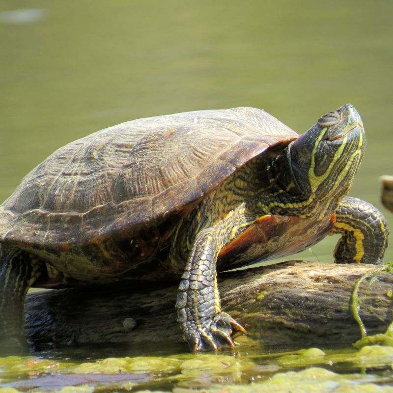 Adopteer de roodwang schildpad 