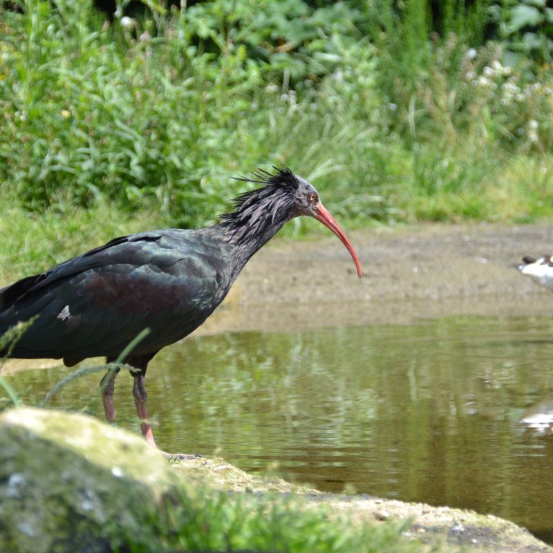 Adopteer de Waldrapp ibis 